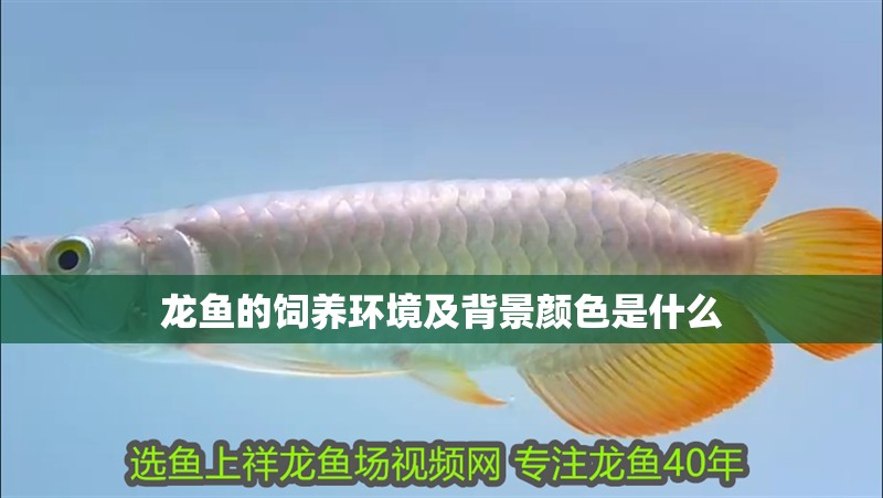 龍魚的飼養環境及背景顏色是什么