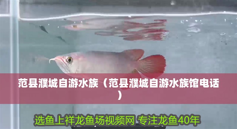 范縣濮城自游水族（范縣濮城自游水族館電話）