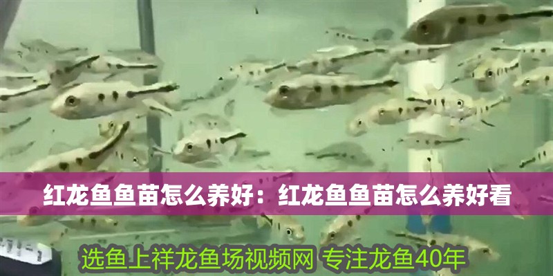 紅龍魚魚苗怎么養好：紅龍魚魚苗怎么養好看