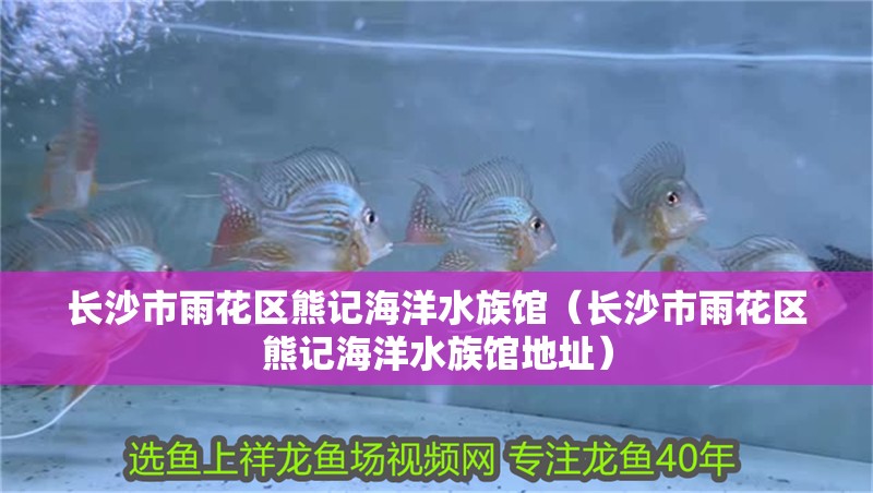 銀龍魚生長溫度多少度合適(銀龍魚生長溫度多少度合適養(yǎng))