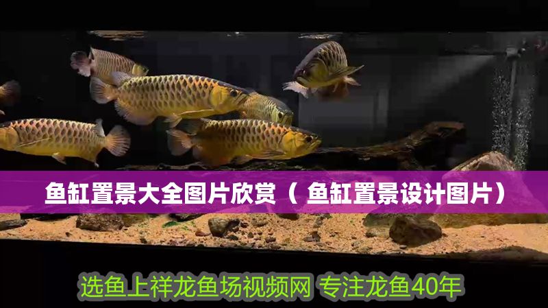 魚缸置景大全圖片欣賞（ 魚缸置景設計圖片）
