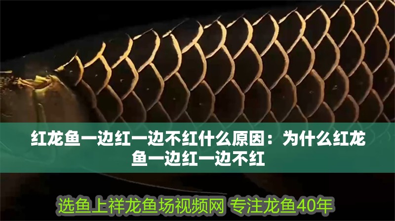 紅龍魚一邊紅一邊不紅什么原因：為什么紅龍魚一邊紅一邊不紅