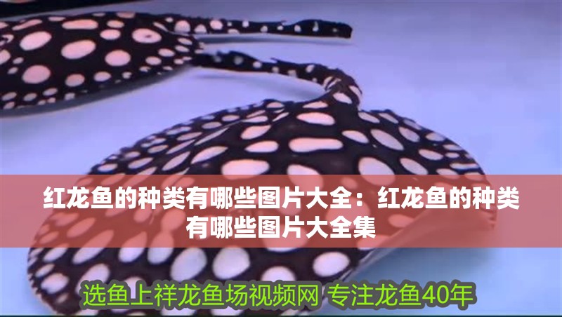 紅龍魚(yú)的種類(lèi)有哪些圖片大全：紅龍魚(yú)的種類(lèi)有哪些圖片大全集