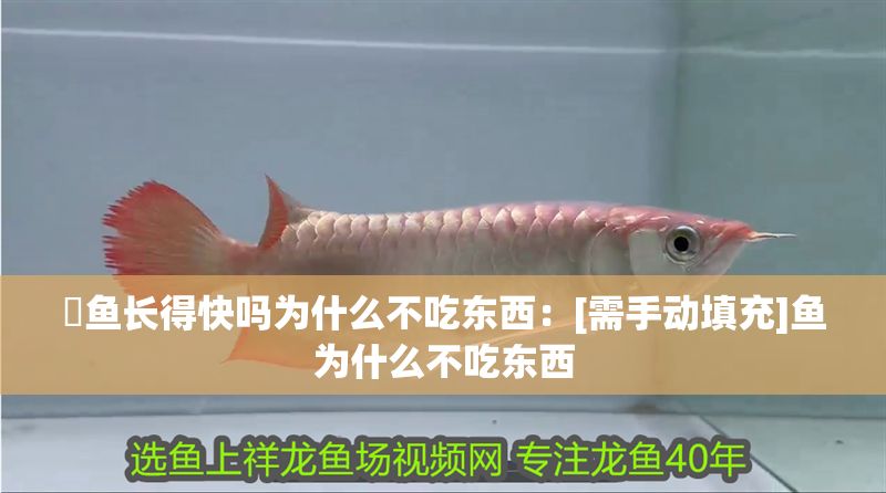 魟魚長得快嗎為什么不吃東西：[需手動填充]魚為什么不吃東西