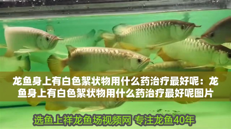 龍魚身上有白色絮狀物用什么藥治療最好呢：龍魚身上有白色絮狀物用什么藥治療最好呢圖片