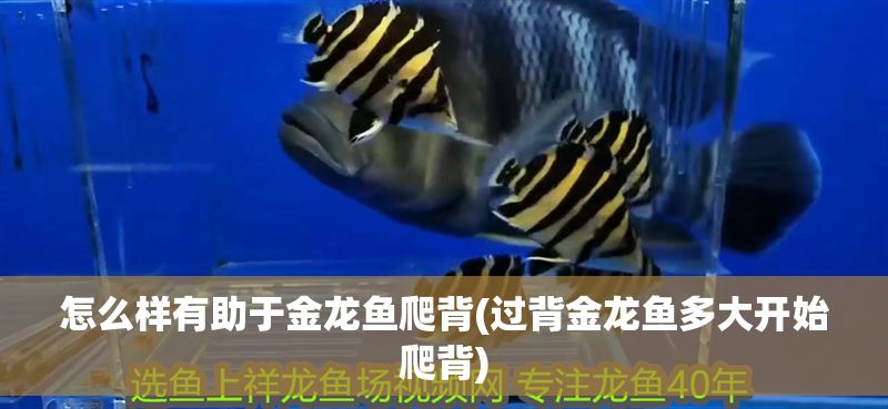 怎么樣有助于金龍魚爬背(過背金龍魚多大開始爬背)