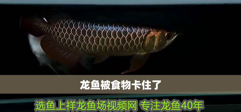 龍魚被食物卡住了