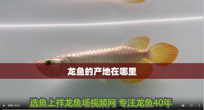 龍魚的產地在哪里