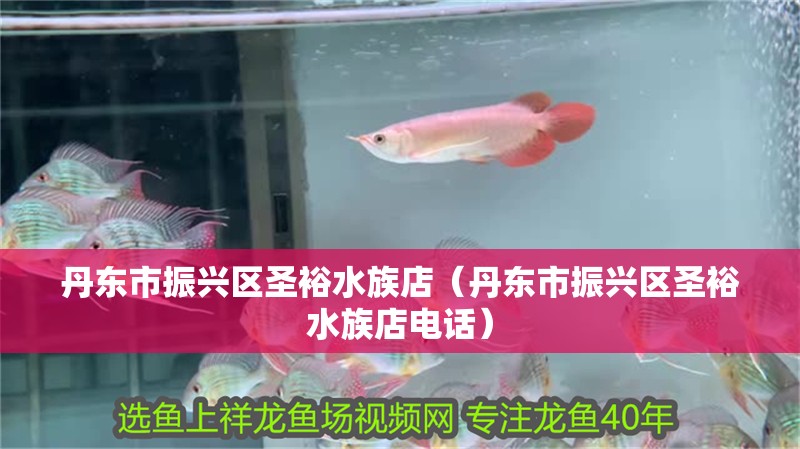 丹東市振興區圣裕水族店（丹東市振興區圣裕水族店電話）