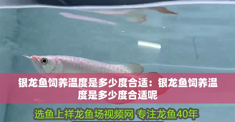 銀龍魚飼養溫度是多少度合適：銀龍魚飼養溫度是多少度合適呢