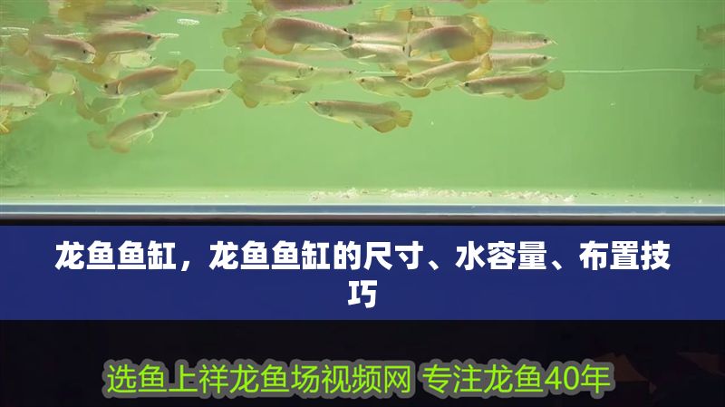 龍魚魚缸，龍魚魚缸的尺寸、水容量、布置技巧