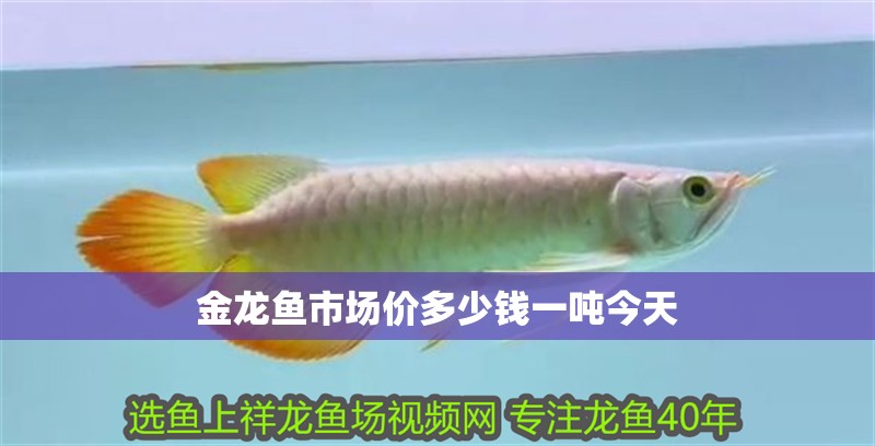 金龍魚市場價多少錢一噸今天