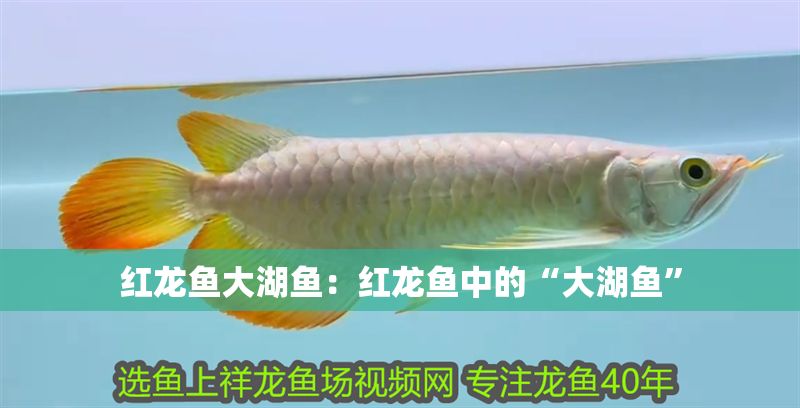 紅龍魚大湖魚：紅龍魚中的“大湖魚”