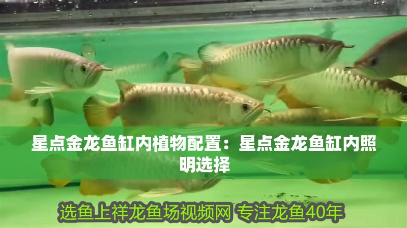 星點(diǎn)金龍魚缸內(nèi)植物配置：星點(diǎn)金龍魚缸內(nèi)照明選擇