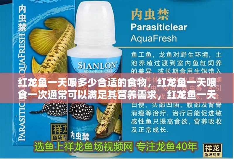 紅龍魚一天喂多少合適的食物，紅龍魚一天喂食一次通常可以滿足其營養需求，紅龍魚一天喂一次