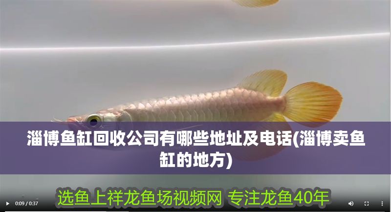 淄博魚缸回收公司有哪些地址及電話(淄博賣魚缸的地方)