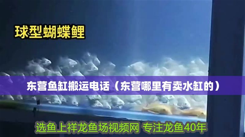 東營魚缸搬運電話（東營哪里有賣水缸的）