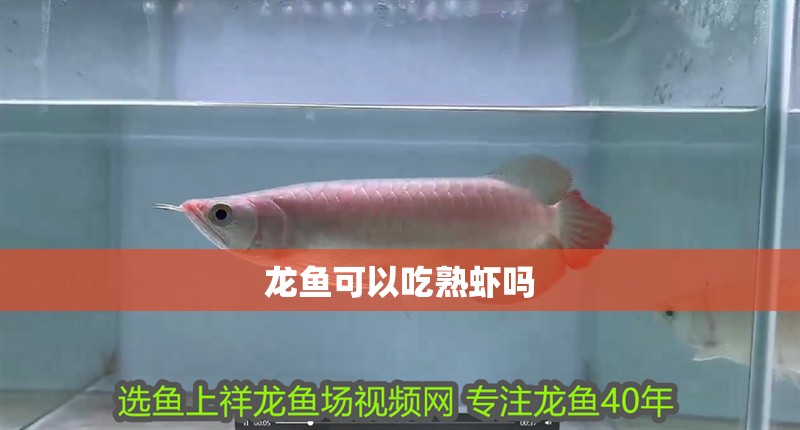 龍魚可以吃熟蝦嗎