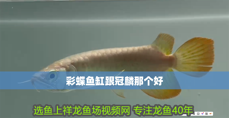 彩蝶魚缸跟冠麟那個好