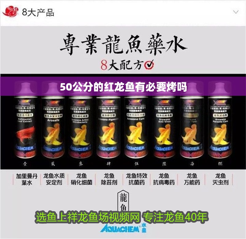 50公分的紅龍魚有必要烤嗎