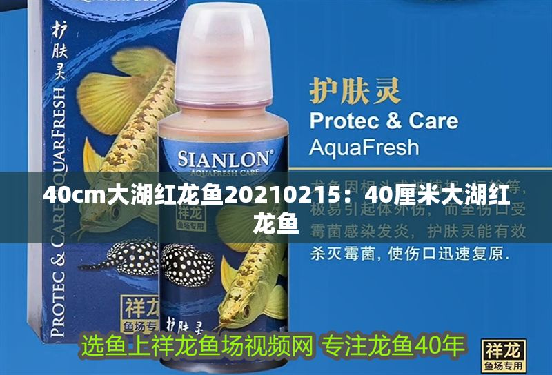 40cm大湖紅龍魚20210215：40厘米大湖紅龍魚