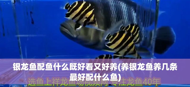 銀龍魚配魚什么既好看又好養(yǎng)(養(yǎng)銀龍魚養(yǎng)幾條最好配什么魚)