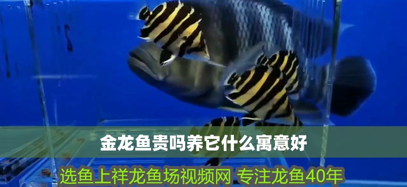 金龍魚貴嗎養它什么寓意好