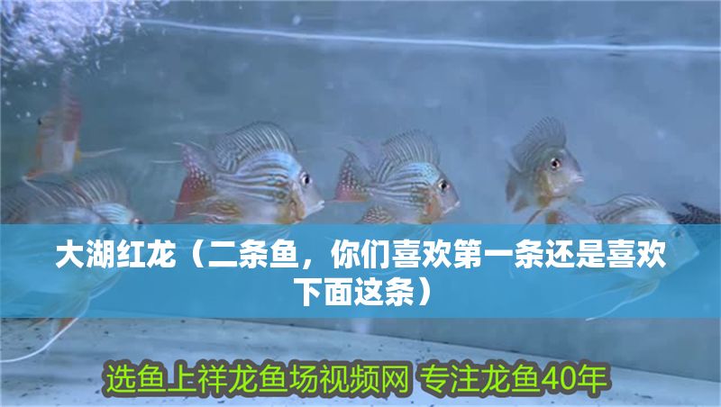 大湖紅龍（二條魚，你們喜歡第一條還是喜歡下面這條）