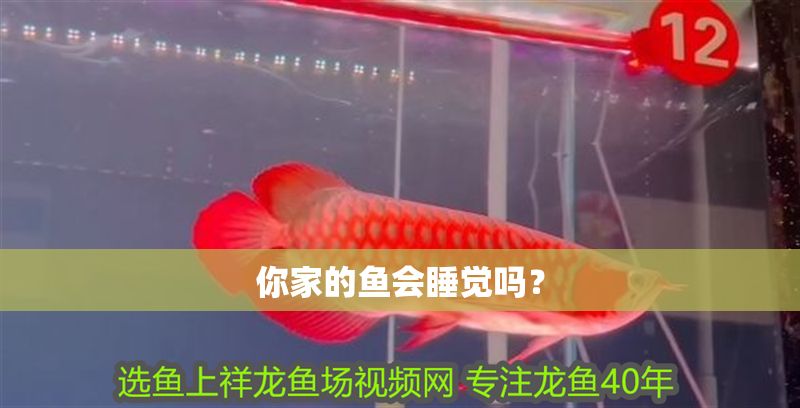 你家的魚會睡覺嗎？