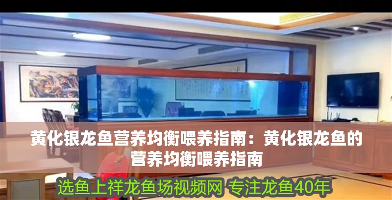 黃化銀龍魚營養均衡喂養指南：黃化銀龍魚的營養均衡喂養指南