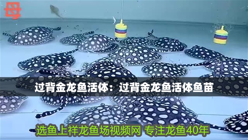 過背金龍魚活體：過背金龍魚活體魚苗