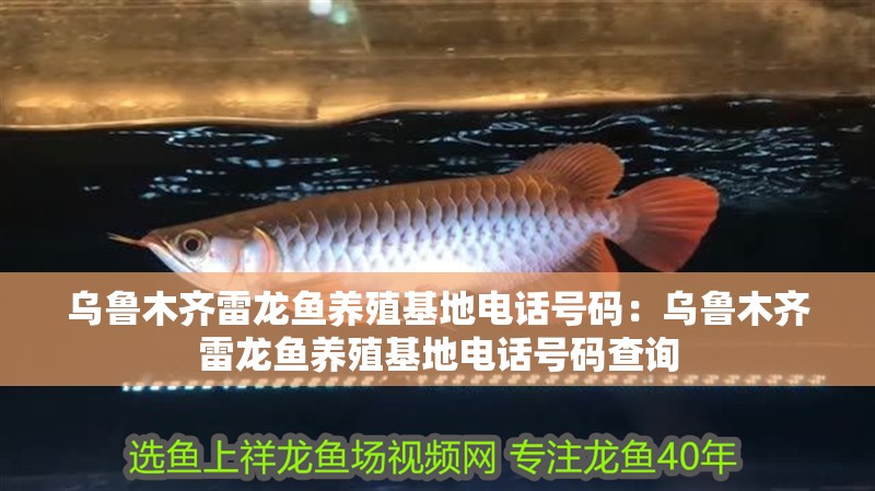 烏魯木齊雷龍魚養殖基地電話號碼：烏魯木齊雷龍魚養殖基地電話號碼查詢 烏魯木齊雷龍魚養殖基地電話號碼：烏魯木齊雷龍魚養殖基地電話號碼查詢 水族問答