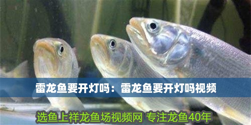 雷龍魚要開燈嗎：雷龍魚要開燈嗎視頻
