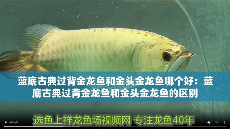 藍底古典過背金龍魚和金頭金龍魚哪個好：藍底古典過背金龍魚和金頭金龍魚的區(qū)別