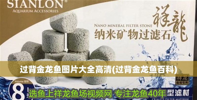 過背金龍魚圖片大全高清(過背金龍魚百科)