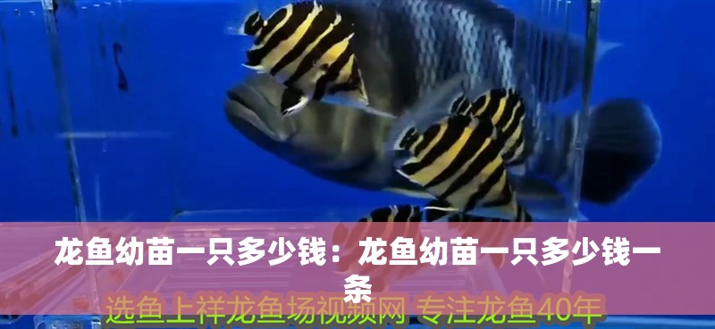 龍魚幼苗一只多少錢：龍魚幼苗一只多少錢一條
