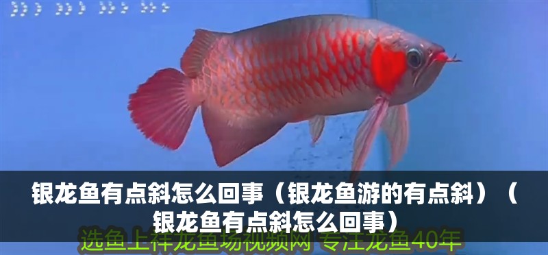 銀龍魚有點斜怎么回事（銀龍魚游的有點斜）（銀龍魚有點斜怎么回事）