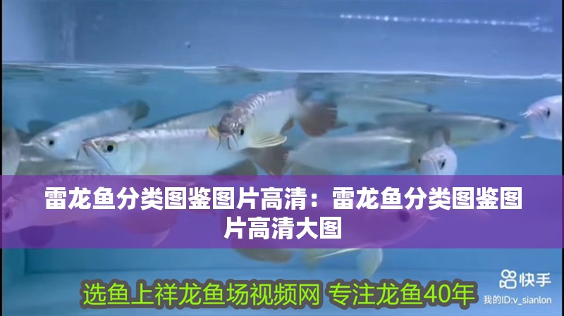 雷龍魚分類圖鑒圖片高清：雷龍魚分類圖鑒圖片高清大圖