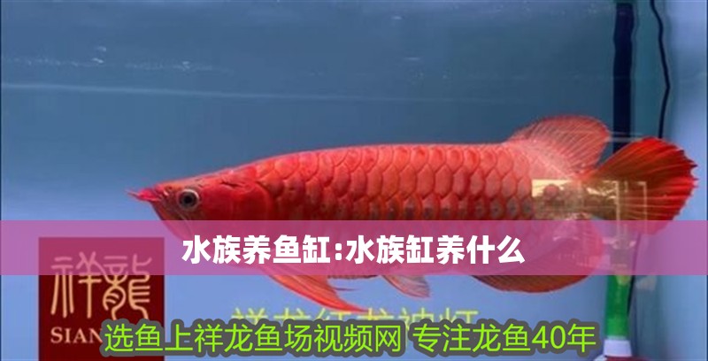 水族養魚缸:水族缸養什么