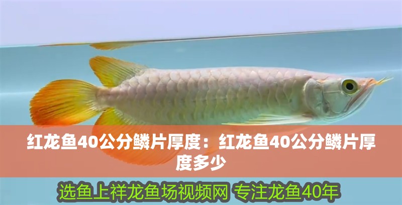 紅龍魚40公分鱗片厚度：紅龍魚40公分鱗片厚度多少