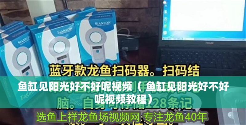 魚缸見陽光好不好呢視頻（ 魚缸見陽光好不好呢視頻教程）