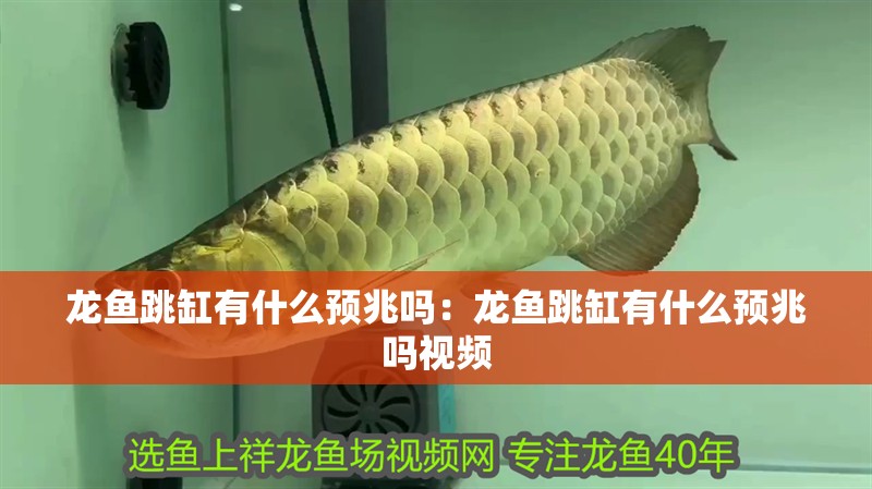 龍魚(yú)跳缸有什么預(yù)兆嗎：龍魚(yú)跳缸有什么預(yù)兆嗎視頻
