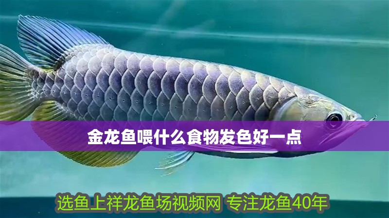 金龍魚喂什么食物發色好一點