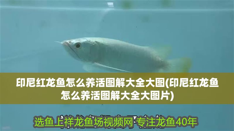印尼紅龍魚怎么養(yǎng)活圖解大全大圖(印尼紅龍魚怎么養(yǎng)活圖解大全大圖片)