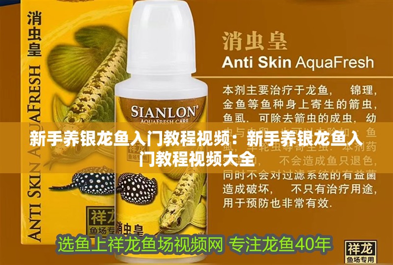 新手養銀龍魚入門教程視頻：新手養銀龍魚入門教程視頻大全