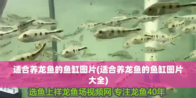 適合養龍魚的魚缸圖片(適合養龍魚的魚缸圖片大全) 金龍魚百科 第1張 適合養龍魚的魚缸圖片(適合養龍魚的魚缸圖片大全) 適合養龍魚的魚缸圖片(適合養龍魚的魚缸圖片大全) 金龍魚百科 第1張