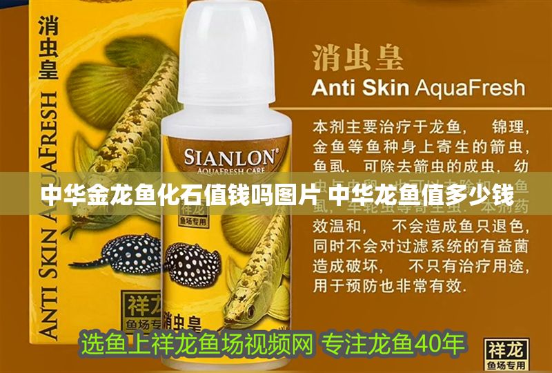 中華金龍魚化石值錢嗎圖片 中華龍魚值多少錢