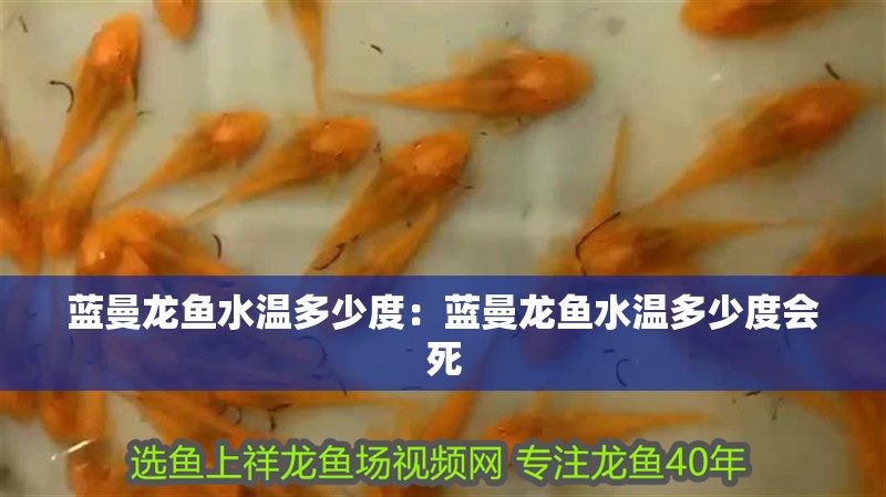 藍(lán)曼龍魚水溫多少度：藍(lán)曼龍魚水溫多少度會(huì)死