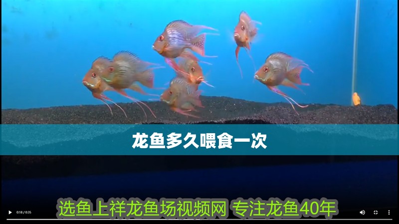 龍魚多久喂食一次