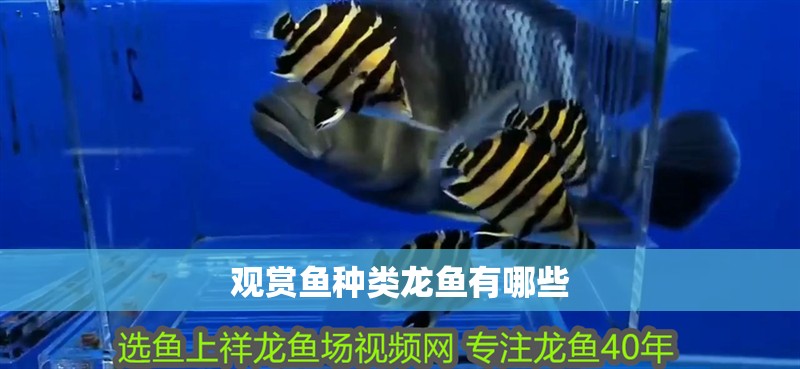 觀賞魚種類龍魚有哪些